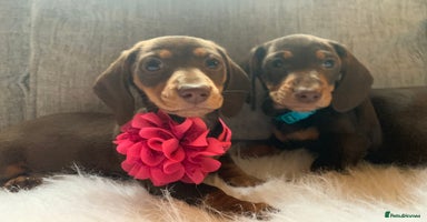 Miniature Dachshund dogs - Advert 9