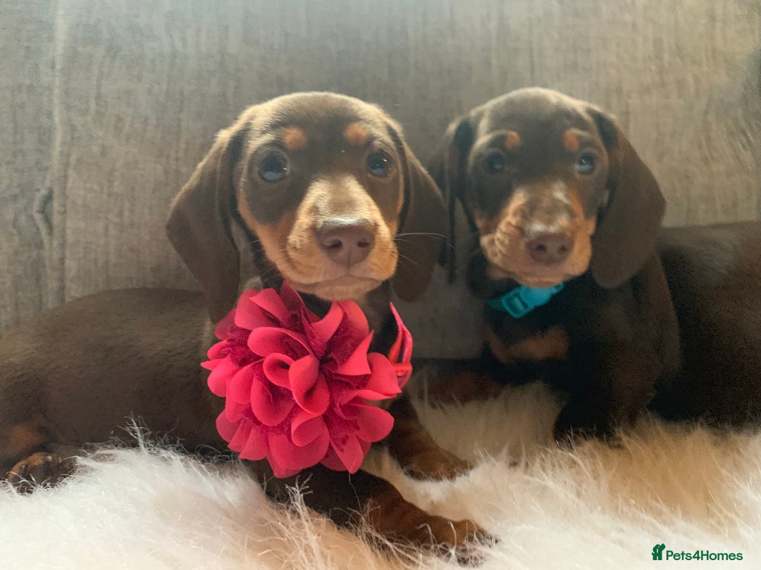 Miniature Dachshund dogs for sale: Minature Dashound boy&girl Ready Now - Image 3