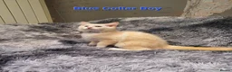 Ragdoll cats for sale: 💖Beautiful GCCF Registered Ragdoll Kittens. - Advert 7