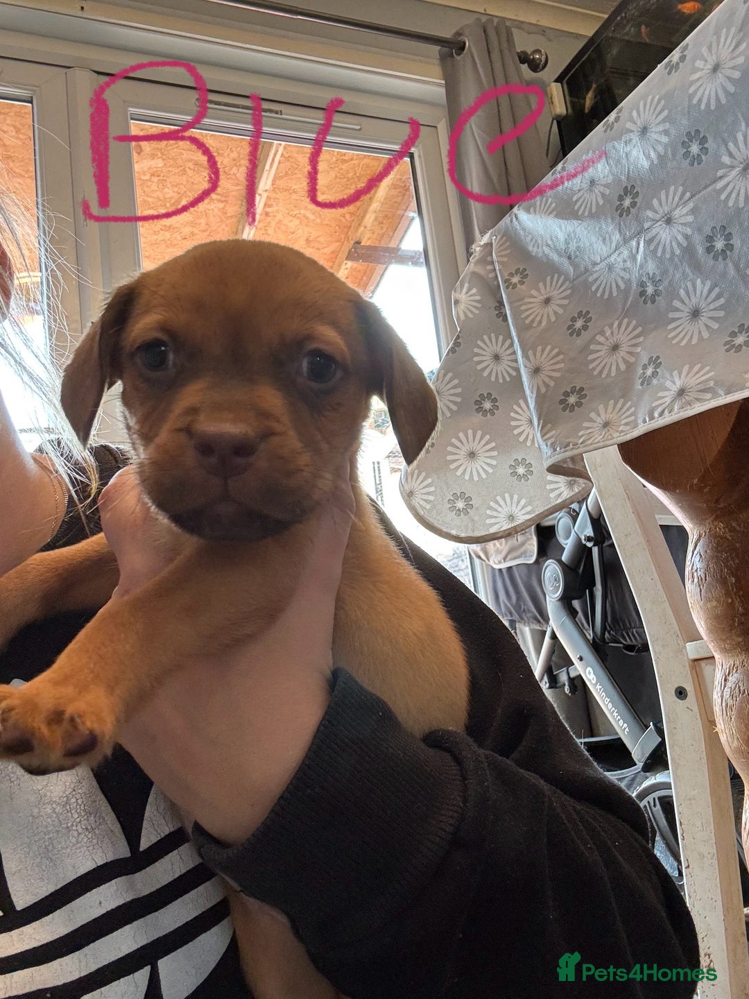 Mixed Breed dogs for sale: Dogue de bordeaux cross spaniel - Image 9