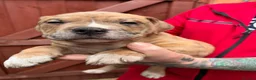 American Bully dogs for sale: Stunning Pocket Bully Puppies in Shrewsbury - Advert 6