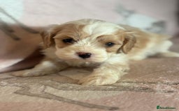 Cavapoo dogs for sale: Stunning Cavapoo puppies from family home  - Advert 25