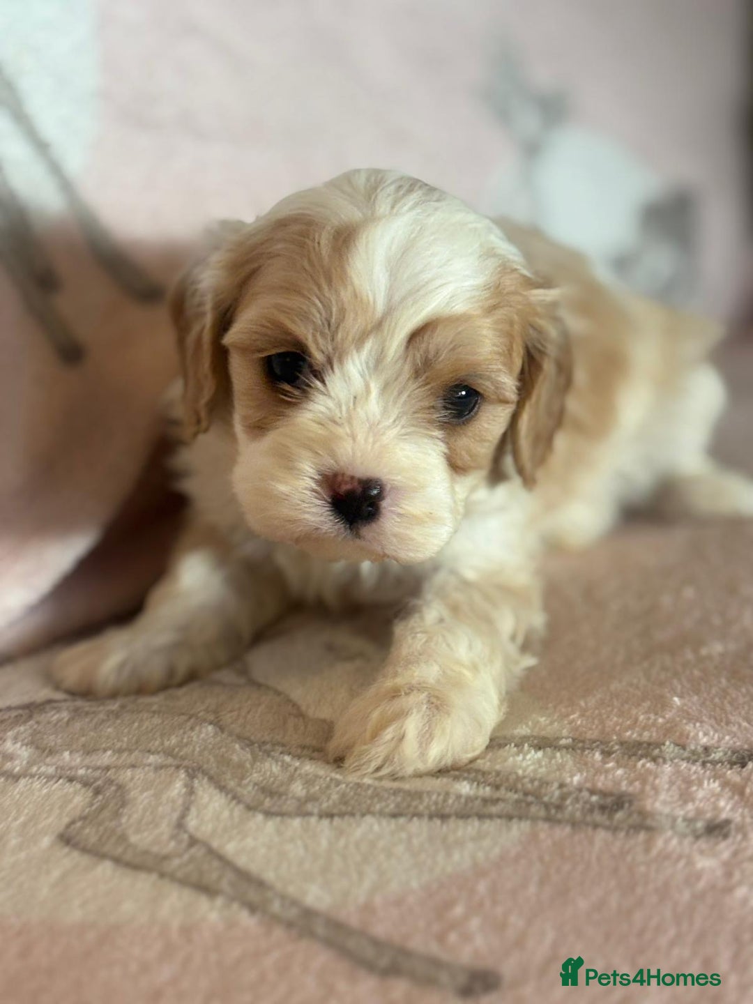 Cavapoo dogs for sale: Stunning Cavapoo puppies from family home  - Advert 25