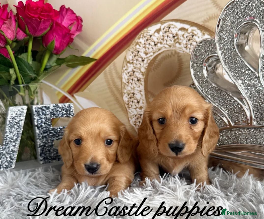 Miniature Dachshund dogs Miniature Dachshund Puppies - Advert 17
