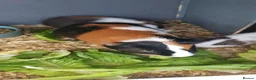 Guinea Pig rodents for sale: Male Guinea Pigs  - Advert 2