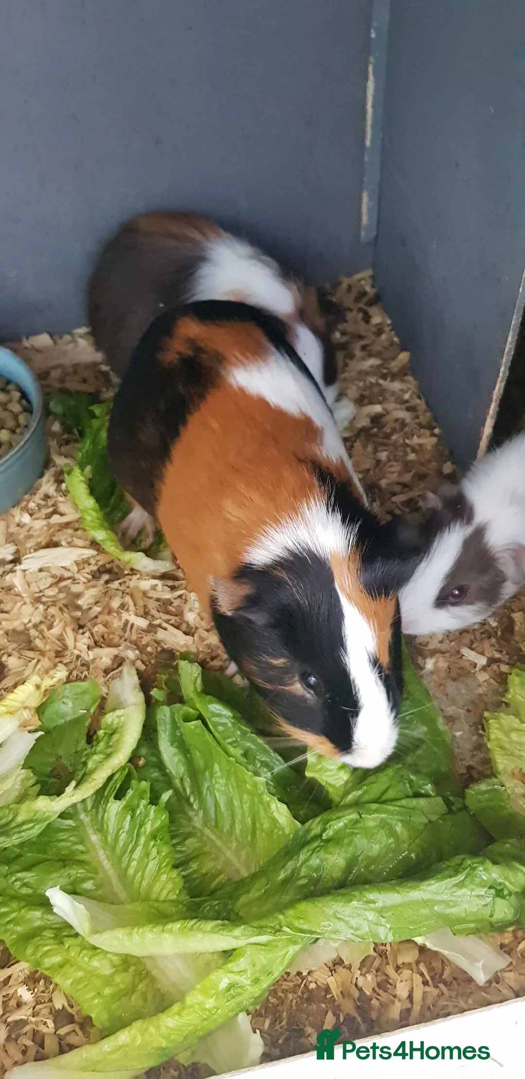 Guinea Pig rodents for sale: Male Guinea Pigs  - Advert 2