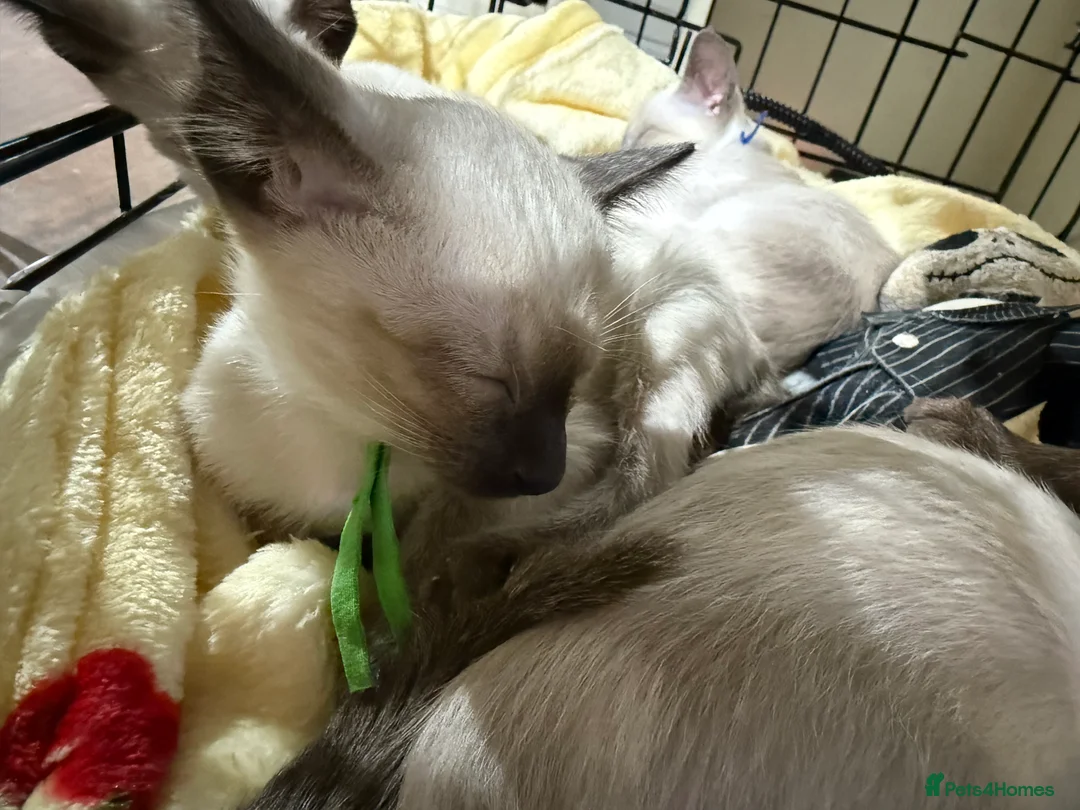 Siamese cats for sale: Siamese kittens  - Advert 6