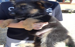 German Shepherd dogs for sale: german shepherd pups - Image 3