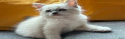 Ragdoll cats for sale: Luxury Blue Point Mitted Ragdoll Kittens - Advert 20