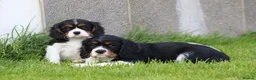 Cavalier King Charles Spaniel dogs for sale: Beautiful Cavalier King Charles Spaniel puppies - Advert 19