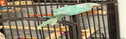 Parakeets birds for sale: Beautiful Blue Ring Neck Parakeet  - Advert 3