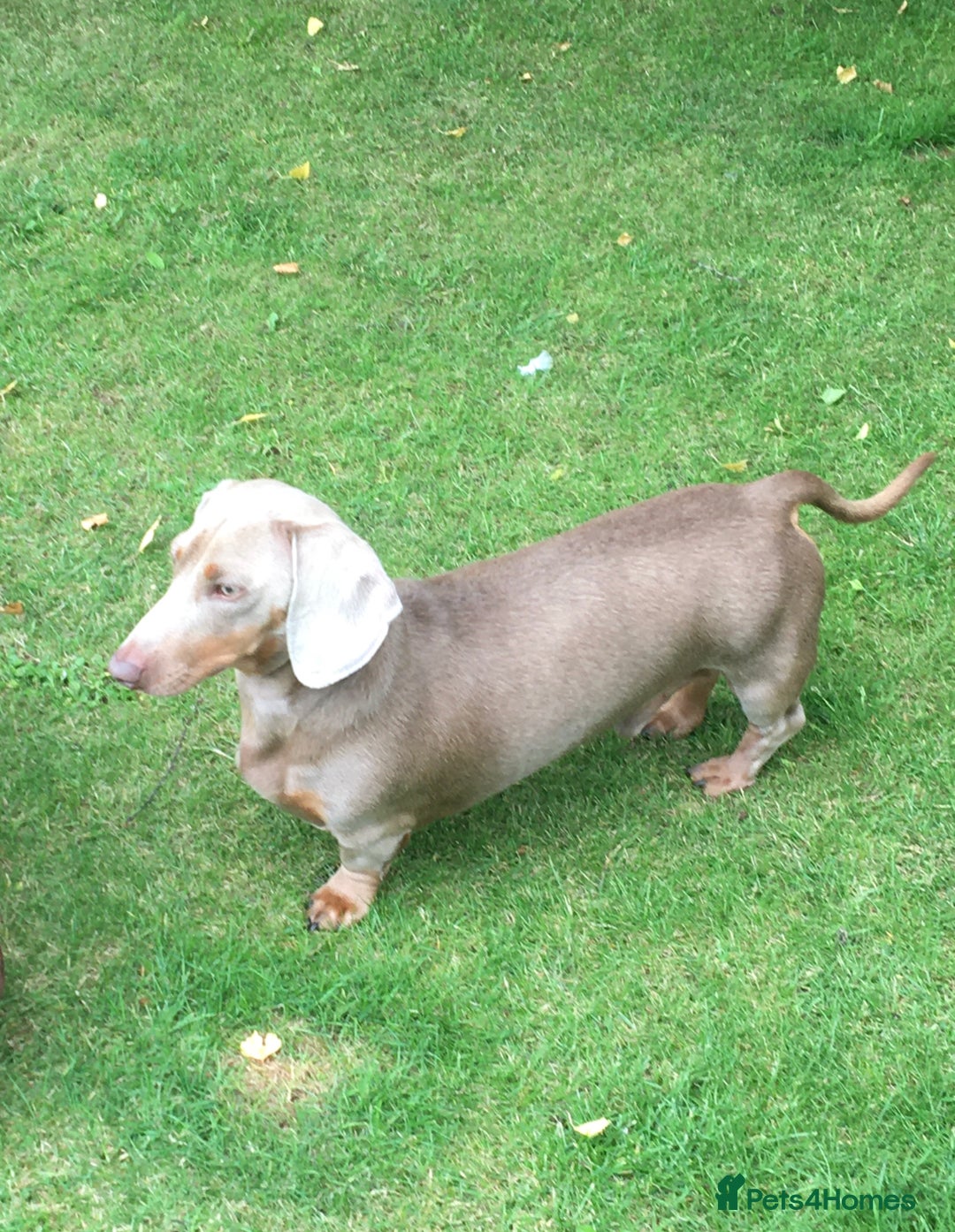 Miniature Dachshund dogs for stud: Miniature dachshund for stud isabella - Image 2