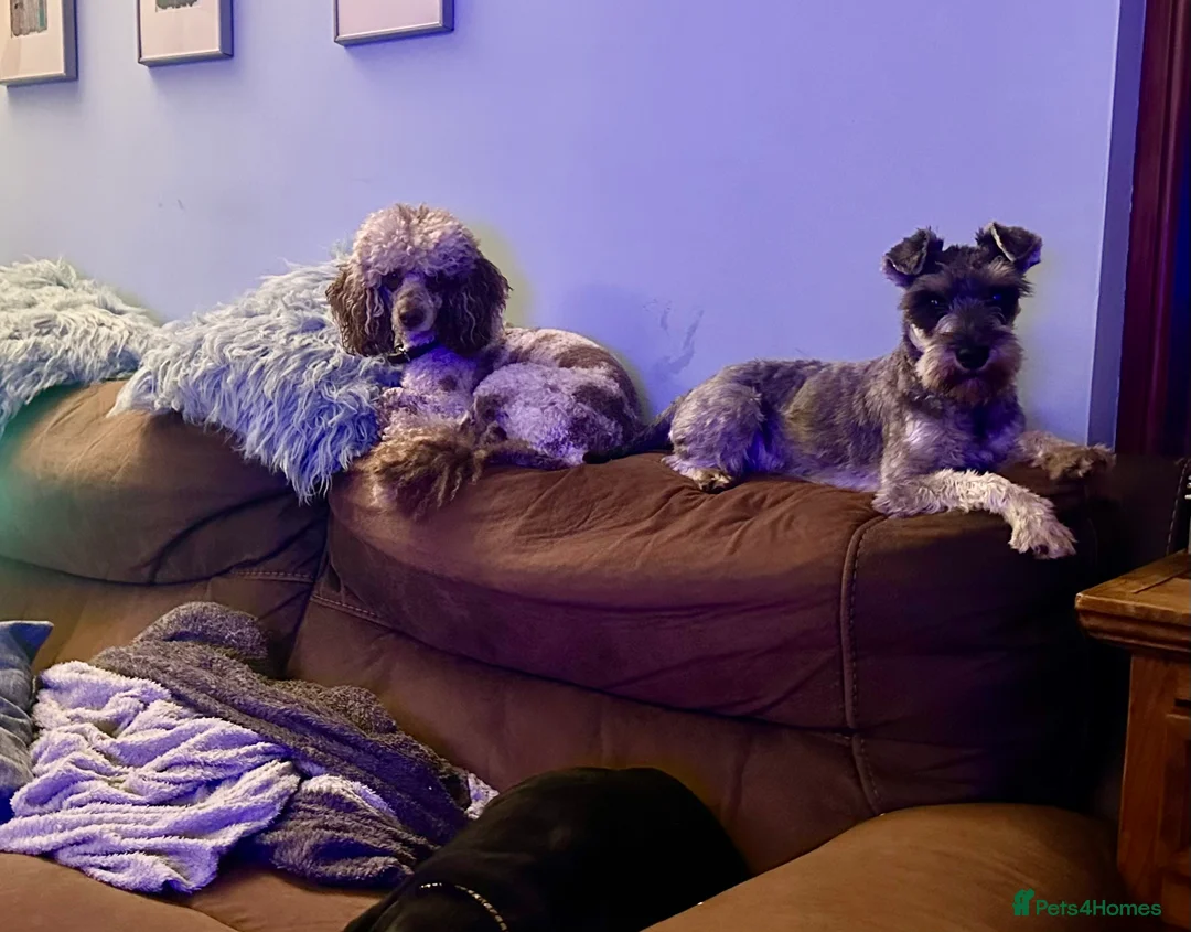 Mixed Breed dogs for sale: Rare Toy Schnoodles  - Advert 6