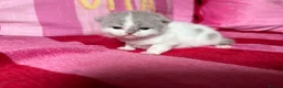 British Shorthair cats for sale: Champion Line British Shorthair Kittens 😻🥇🏆🐾 - Advert 5