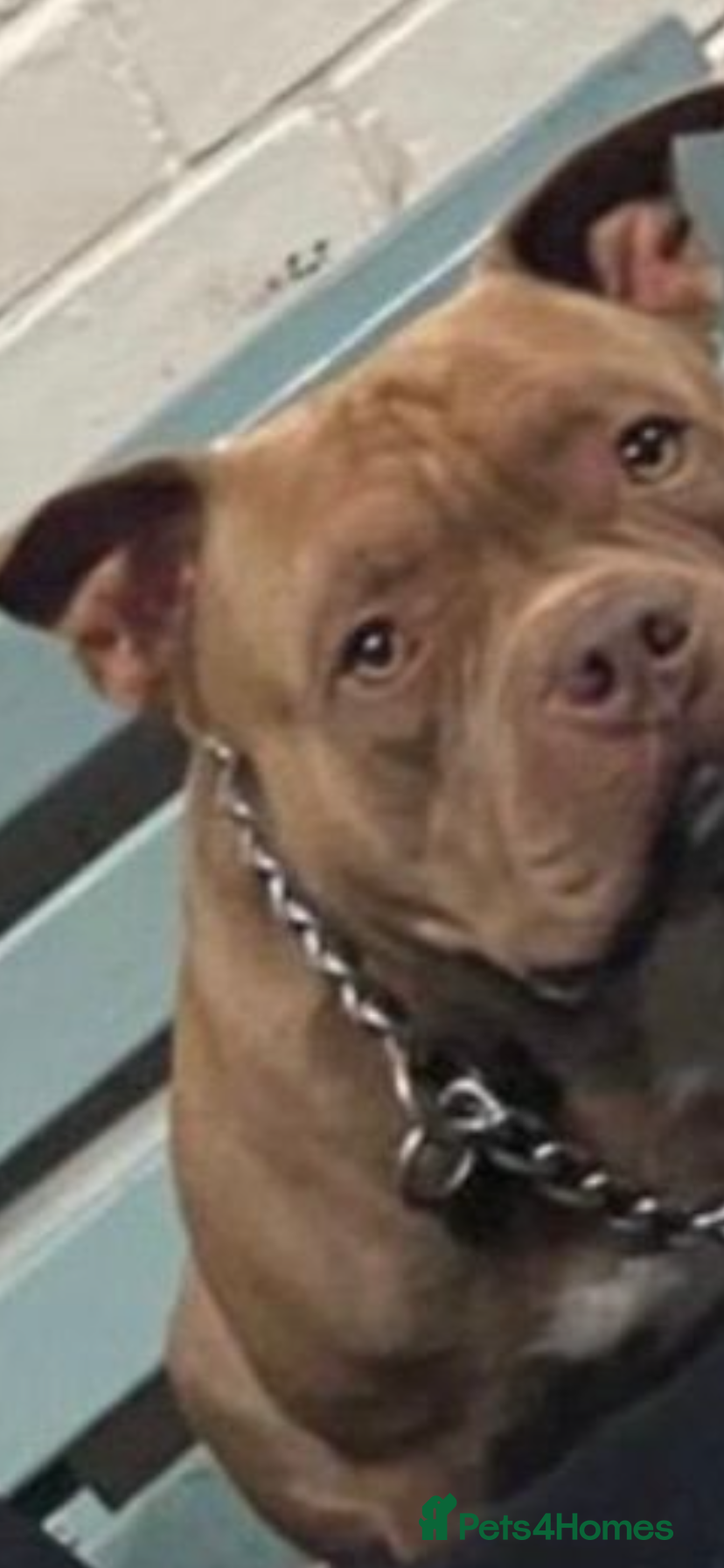 American Bully dogs Pocket bully for stud  - Advert 2