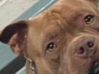 American Bully dogs Pocket bully for stud - Advert 16