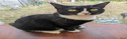 Mixed Breed cats for sale: 2 female cats  - Advert 3