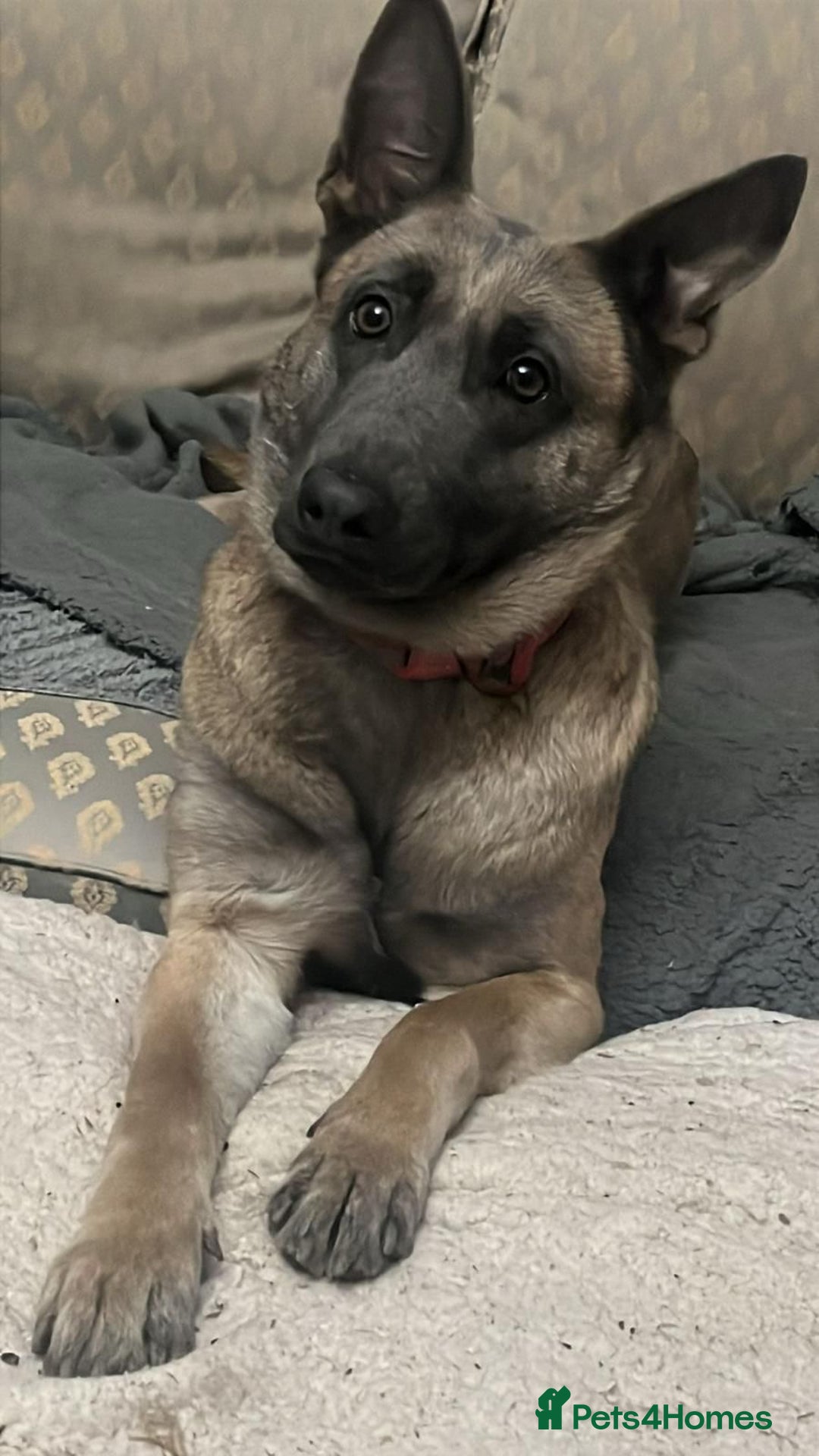 Belgian Shepherd Dog dogs for sale: Beautiful blue malinois looking for new home.  - Advert 3