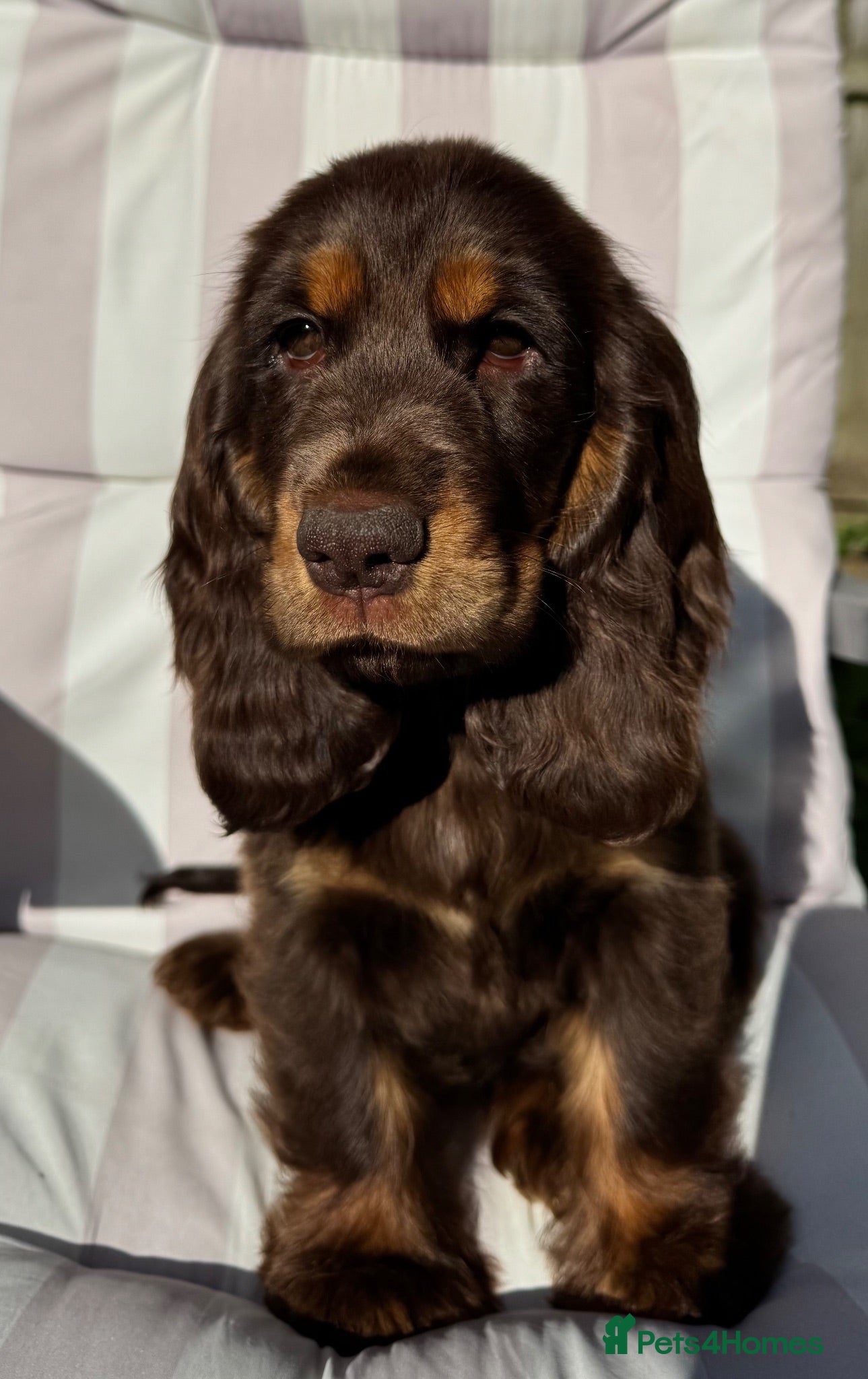 Cocker Spaniel dogs Choc & Tan Girl Simbawood Lines TRUE SHOW Cocker - Advert 1