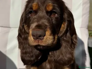 Cocker Spaniel dogs Choc & Tan Girl Simbawood Lines TRUE SHOW Cocker - Advert 1