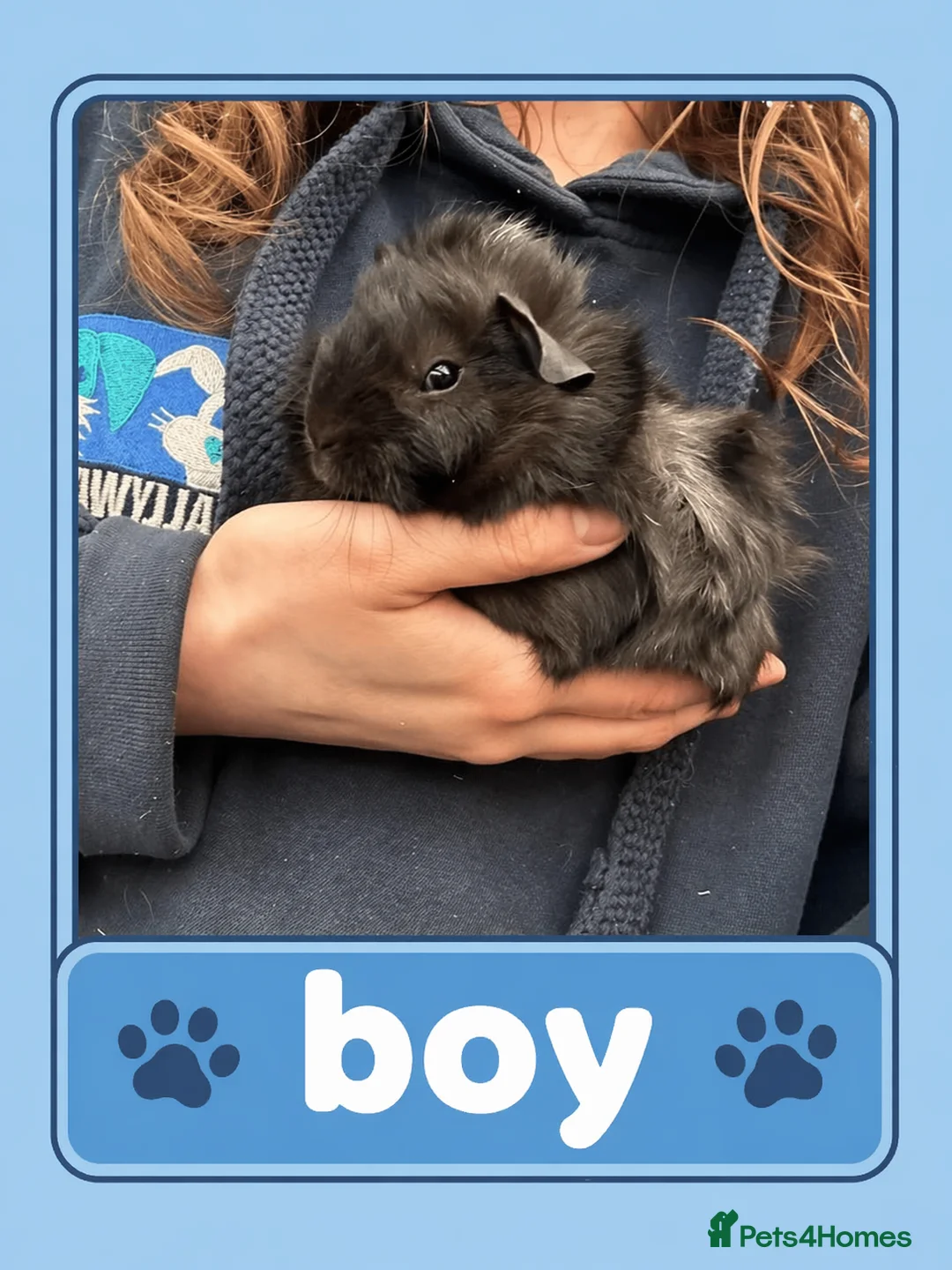 Guinea Pig rodents for sale: Well handled baby guinea pigs in Croydon - Advert 5