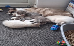 Ragdoll cats for sale: Ragdoll mix kittens  - Image 4