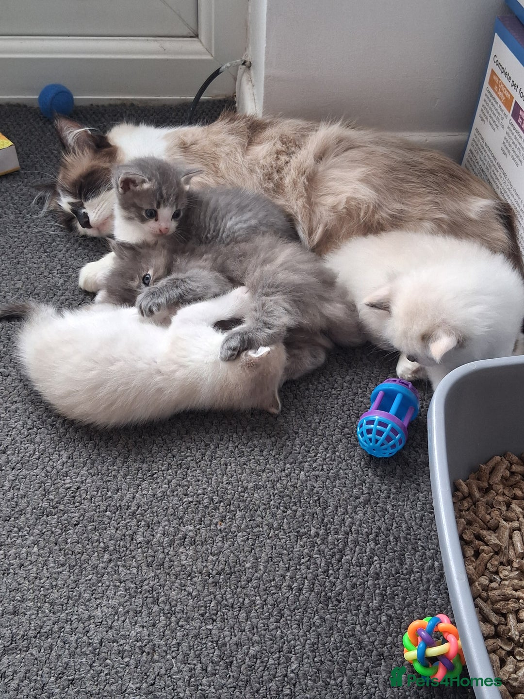 Ragdoll cats for sale: Ragdoll mix kittens  - Image 4