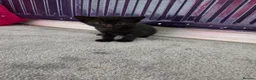 Mixed Breed cats for sale: 5 gorgeous kittens for sale - Advert 32