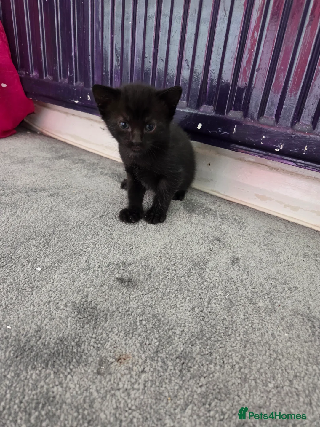 Mixed Breed cats for sale: 5 gorgeous kittens for sale - Advert 32