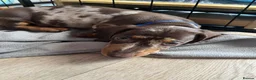 Dachshund dogs for sale: Dachshund puppies for sale  - Advert 32