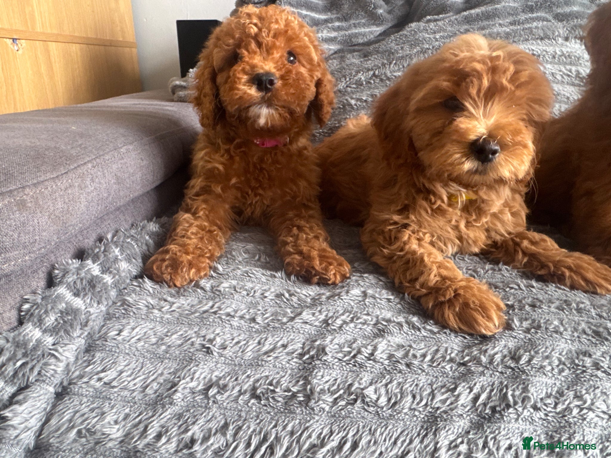 Cockapoo dogs F2 Cockapoo Puppies READY TO LEAVE 2 girls remain - Advert 1