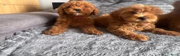 Cockapoo dogs for sale: F2 Cockapoo Puppies READY TO LEAVE 2 girls remain - Advert 2
