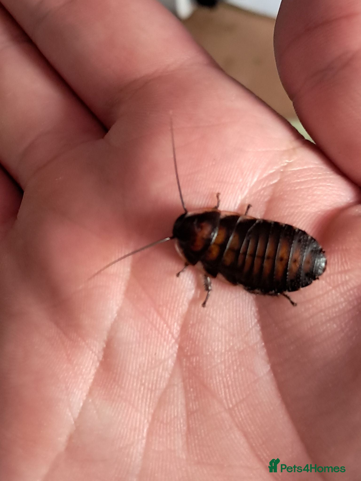 Cockroaches invertebrates Madagascan hissing roach nymphs.  - Advert 12