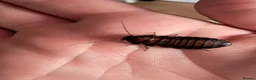 Cockroaches invertebrates for sale: Madagascan hissing roach nymphs.  in Wigan - Advert 1