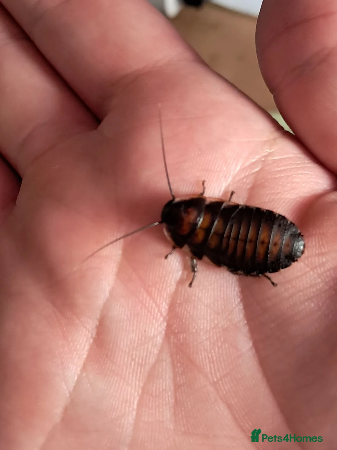Cockroaches invertebrates for sale: Madagascan hissing roach nymphs.  in Wigan - Advert 1