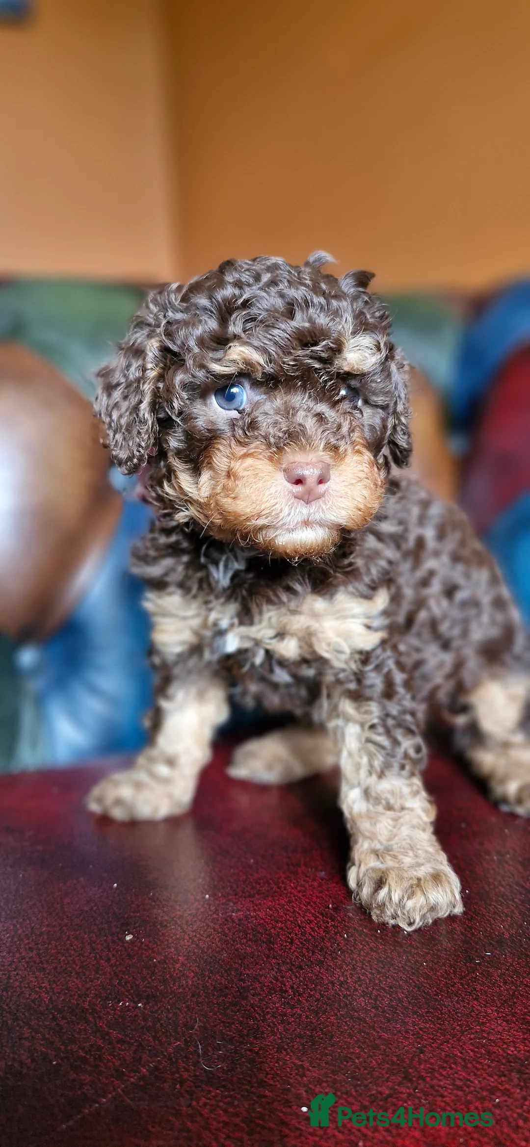 Cavapoo dogs for sale: Gorgeous f1bb Cavapoo pups. Health tested parents  - Advert 10