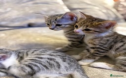 Bengal cats for sale: Stunning silver bengal cross - Image 11