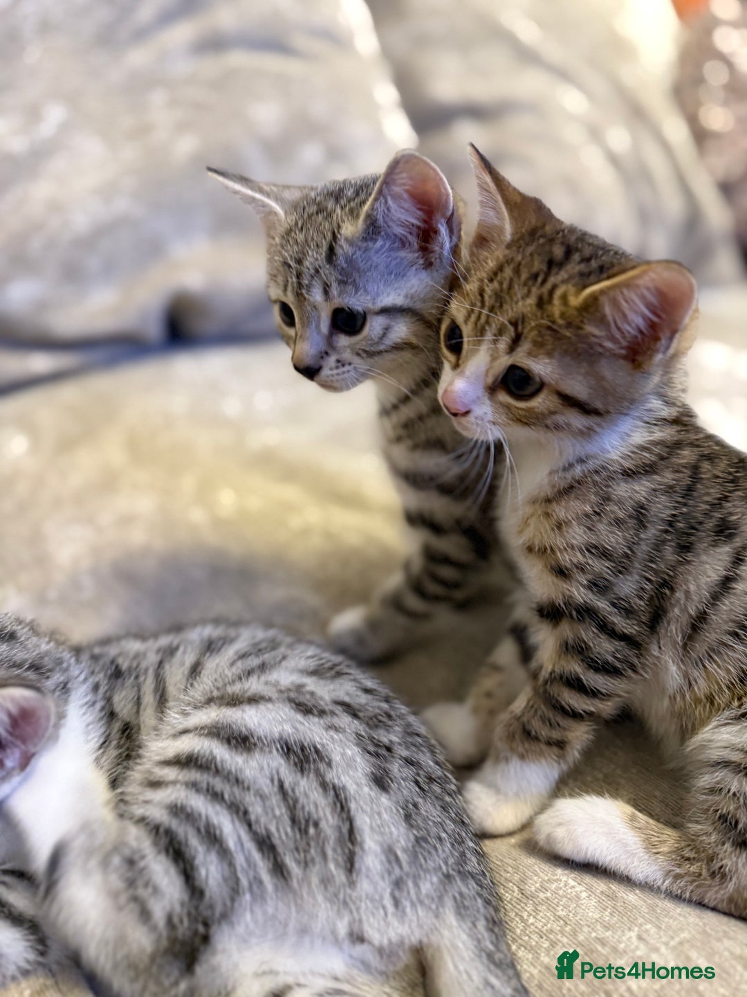 Bengal cats for sale: Stunning silver bengal cross - Image 11