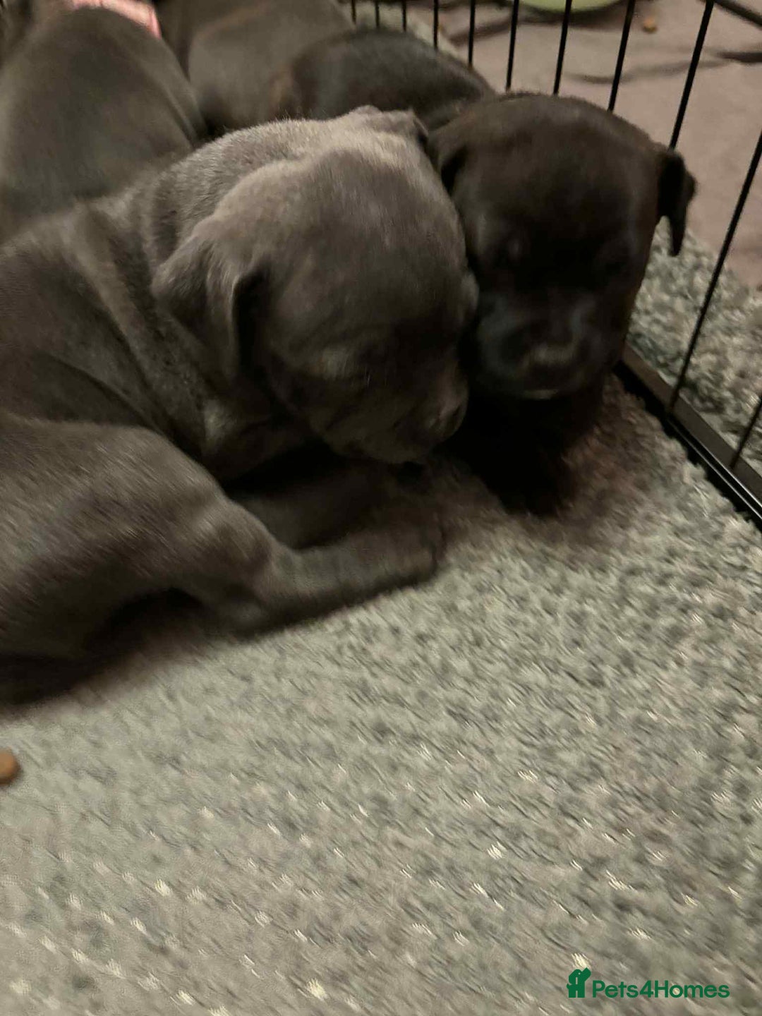 Staffordshire Bull Terrier dogs for sale: Staffordshire Bull Terrier puppies for sale  - Image 9