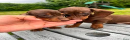 Miniature Dachshund dogs for sale: Reduced price -Mini Dachshund Puppies  Chocolate - Advert 7