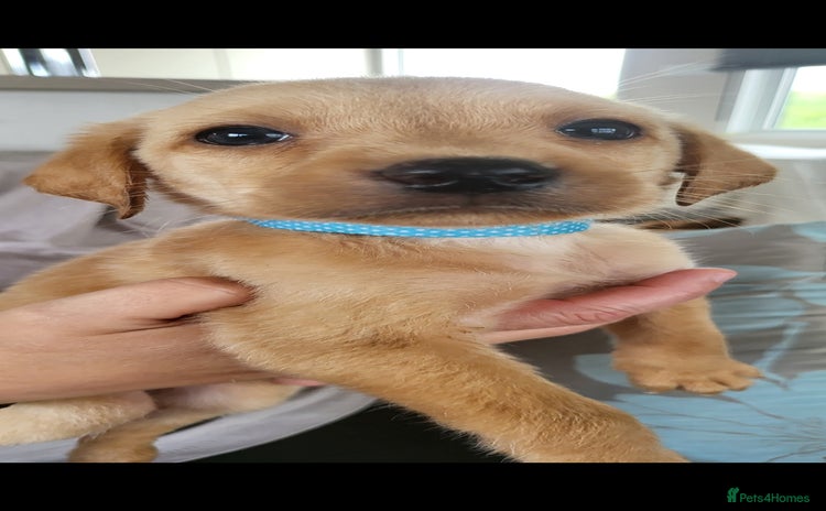 Labrador Retriever dogs - Advert 2