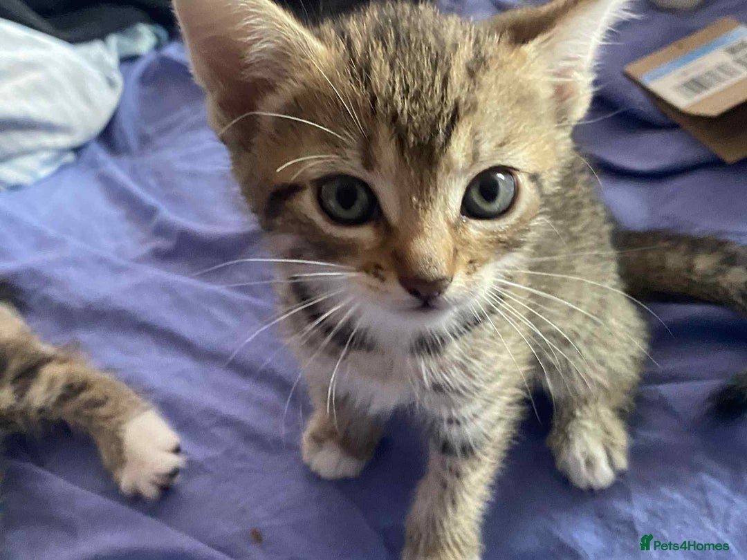 Mixed Breed cats for sale: Adorable kittens  - Image 6