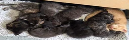 Mixed Breed cats for sale: Beautiful Fluffy Kittens Looking for Forever homes - Advert 35