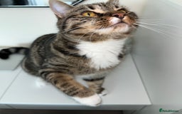 Mixed Breed cats for sale: Brown and white tabby cat - Image 5