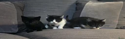 Mixed Breed cats for sale: Gorgeous kittens for sale 2 females 1 male   in Chippenham - Advert 4