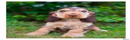 Cocker Spaniel dogs for sale: Quality KC Registered Show Cocker spaniel pippies - Advert 2