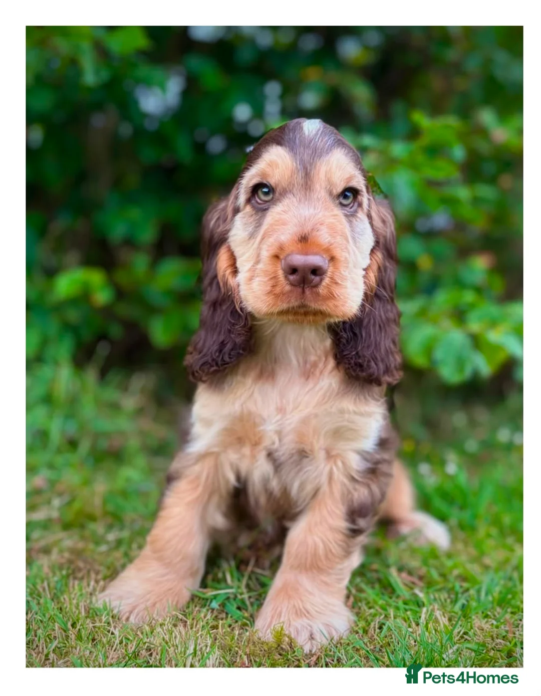 Cocker Spaniel dogs for sale: Quality KC Registered Show Cocker spaniel pippies - Advert 2