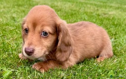 Miniature Dachshund dogs for sale: Red long haired shaded red  - Image 3