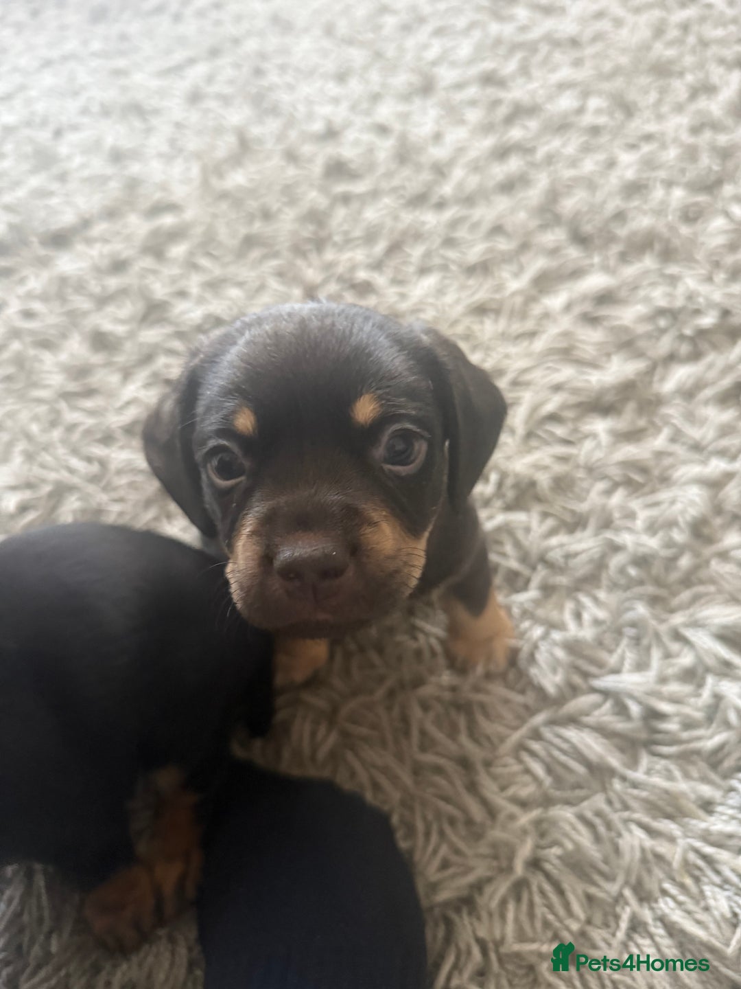 Mixed Breed dogs for sale: French bulldog X dauschaund - Image 13