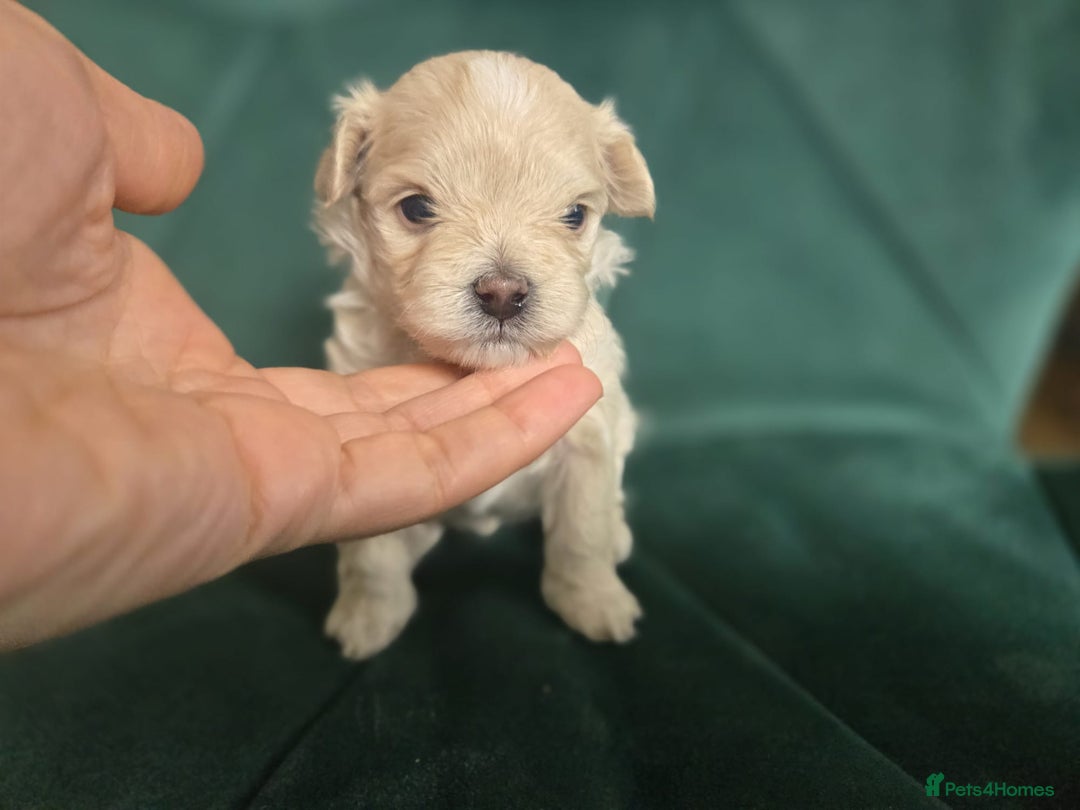 Maltipoo dogs for sale: 🐾 🐾3 Beautiful Maltipoo Girls Available! 🐾 - Image 11